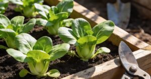 Kapusta pak choi – kompleksowy przewodnik po uprawie i pielęgnacji