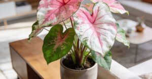 Caladium uprawa krok po kroku – poradnik dla początkujących