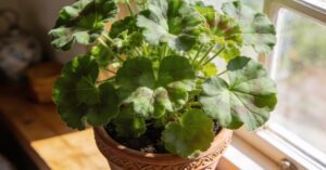 Kwiat anginka jak pielęgnować, by ta pelargonia pachnąca pięknie rosła?