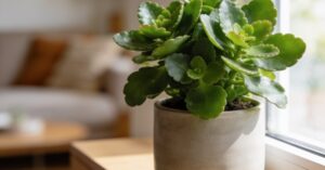 Kwiat kalanchoe po przekwitnięciu – jak przywrócić mu drugie życie?