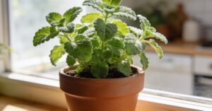 Oregano kubańskie uprawa: Kompleksowy przewodnik krok po kroku