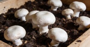 Na czym rosną pieczarki? Najlepsze podłoża do uprawy w domu