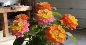 Lantana zimowanie: Kompleksowy przewodnik krok po kroku