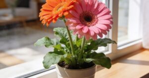 Gerbera doniczkowa: kompleksowa pielęgnacja od sadzenia do kwitnienia