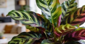 Calathea zasychanie brzegów liści: jak uratować roślinę?