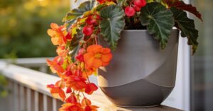 Begonia boliwijska: przegląd chorób, szkodników i pielęgnacji